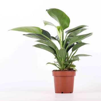 Philodendron imperial Green (Filodendron Czerwieniejący)