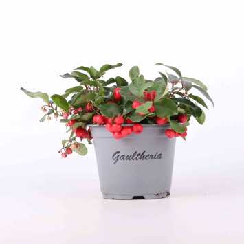 Golteria rozesłana (Gaultheria procumbens) - 12 cm