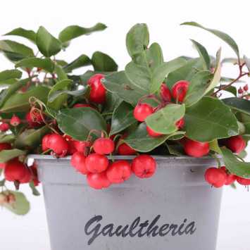 Golteria rozesłana (Gaultheria procumbens) - 12 cm