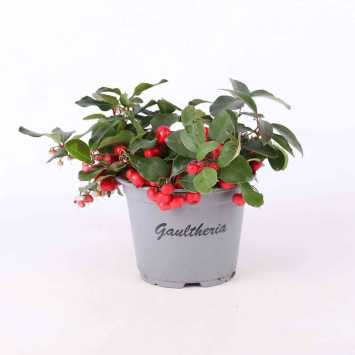 Golteria rozesłana (Gaultheria procumbens) - 12 cm