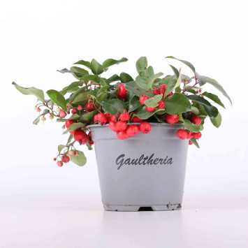 Golteria rozesłana (Gaultheria procumbens) - 12 cm