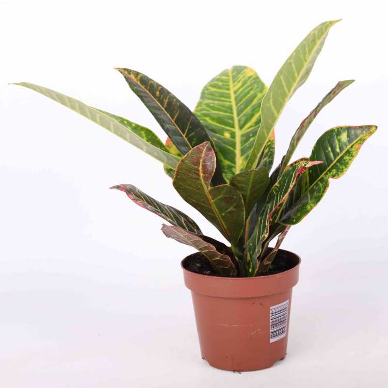 Kroton, Trójskrzyn pstry (Codiaeum variegatum pictum) - średnica 12 Kroton, Trójskrzyn pstry (Codiaeum variegatum pictum) - średnica 12