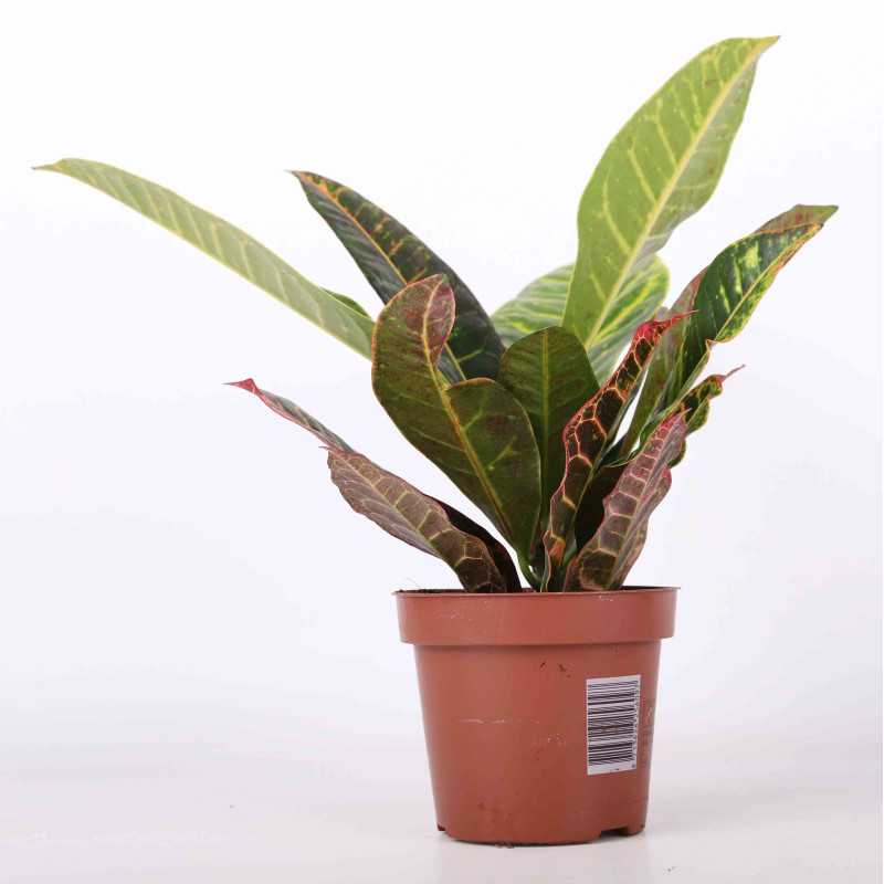 Kroton, Trójskrzyn pstry (Codiaeum variegatum pictum) - średnica 12 Kroton, Trójskrzyn pstry (Codiaeum variegatum pictum) - średnica 12