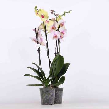 Storczyk (Phalaenopsis) MIX - śr.donicy: 12 cm