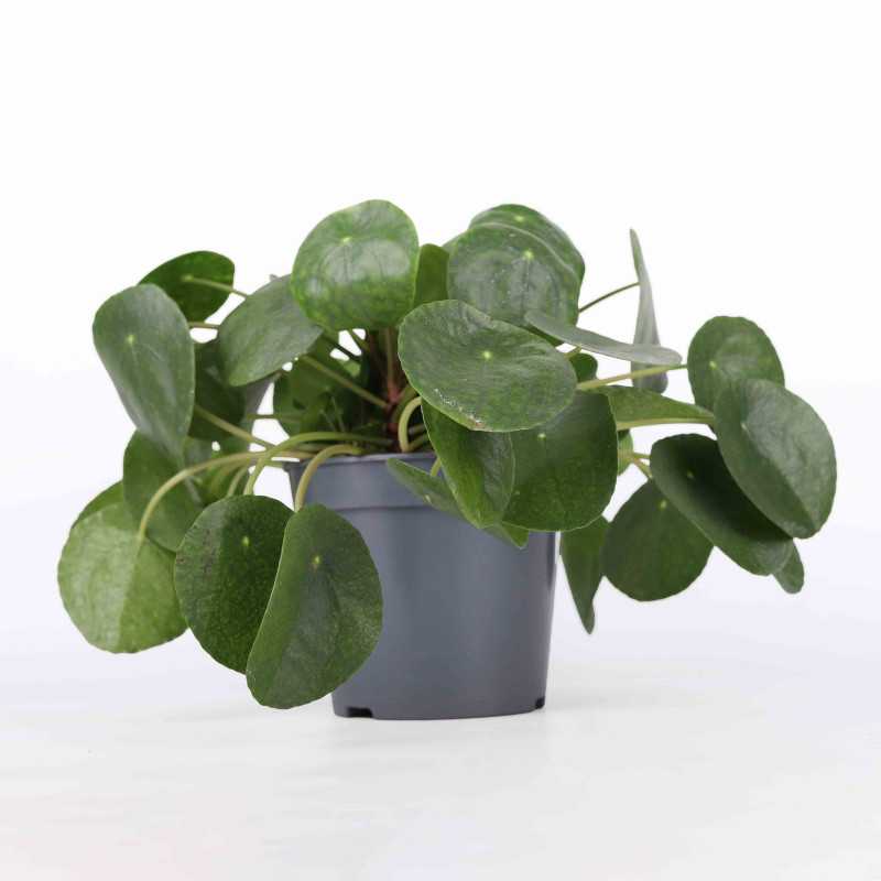 Pieniążek 'Pilea peperomioides' - średnica 17 cm