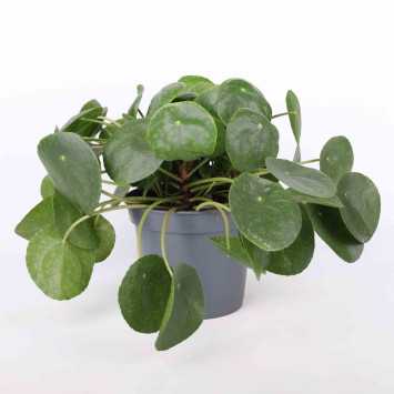 Pieniążek 'Pilea peperomioides' - średnica 17 cm