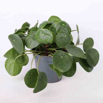 Pieniążek 'Pilea peperomioides' - średnica 17 cm