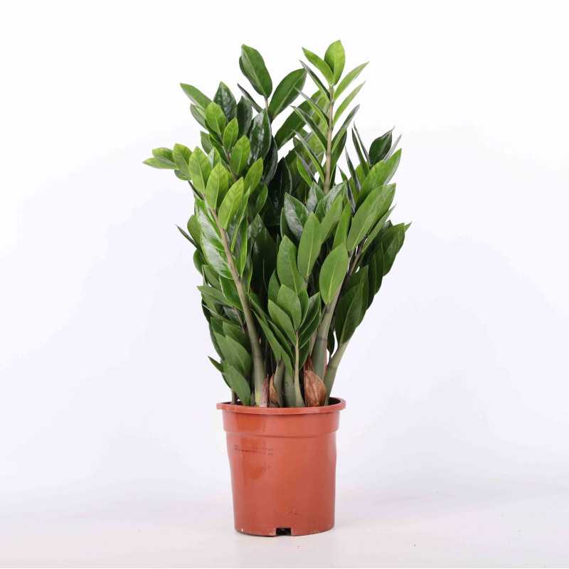 Zamioculcas Zamiifolia (zamiokulkas zamiolistny) 89 cm