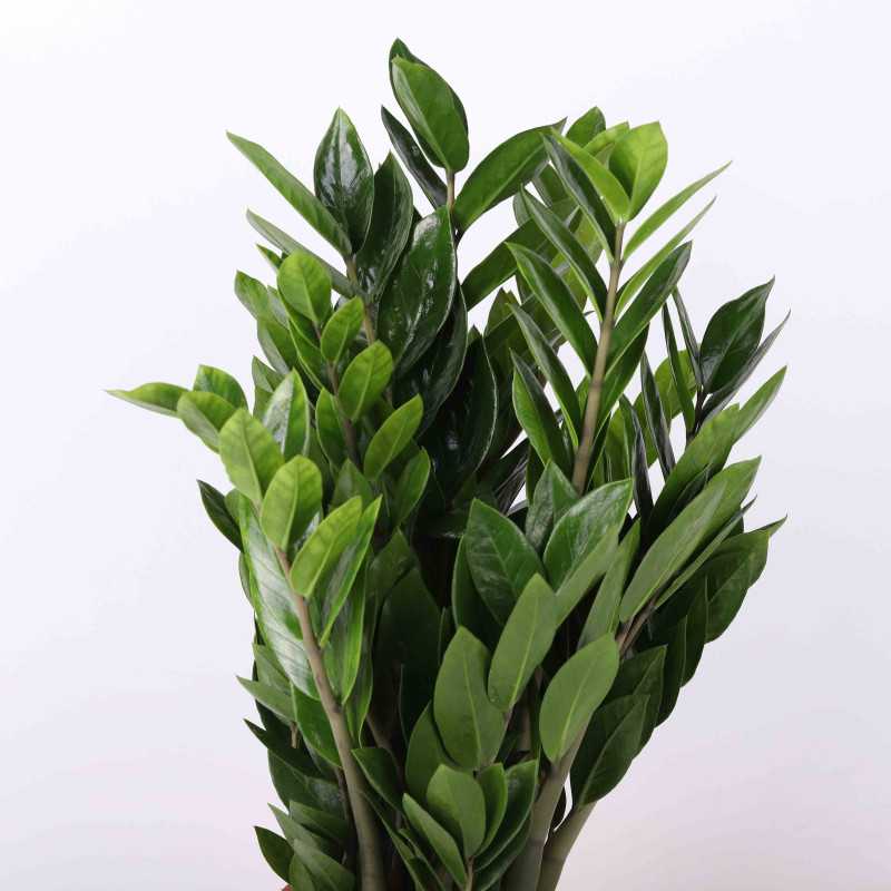 Zamioculcas Zamiifolia (zamiokulkas zamiolistny) 70 cm Zamioculcas Zamiifolia (zamiokulkas zamiolistny) 70 cm