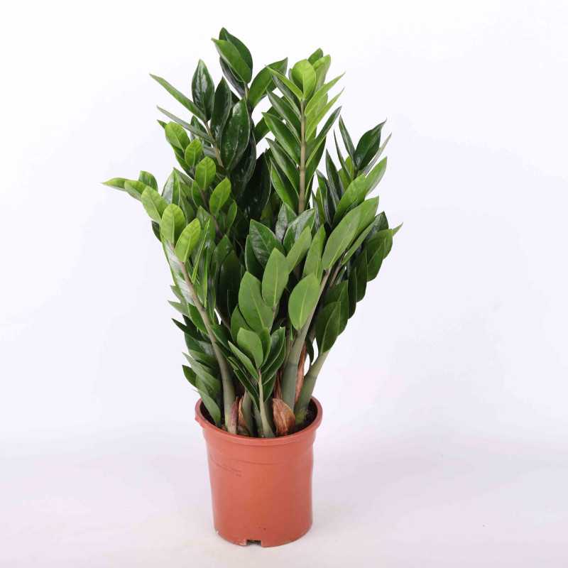 Zamioculcas Zamiifolia (zamiokulkas zamiolistny) 70 cm Zamioculcas Zamiifolia (zamiokulkas zamiolistny) 70 cm
