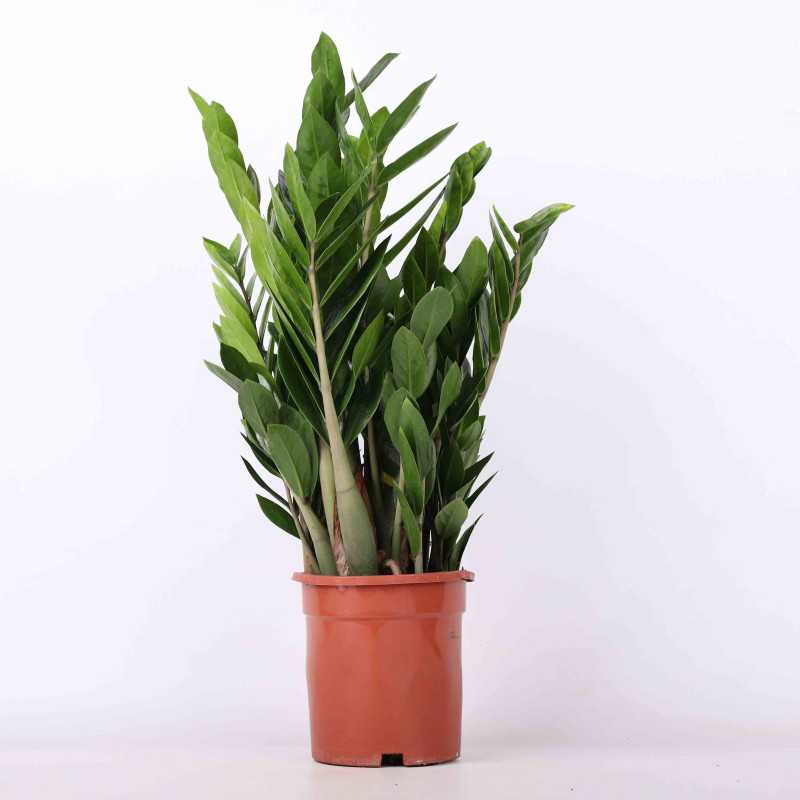 Zamioculcas Zamiifolia (zamiokulkas zamiolistny) 70 cm Zamioculcas Zamiifolia (zamiokulkas zamiolistny) 70 cm