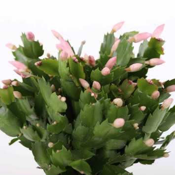 Grudnik (Schlumbergera) - średnica: 17 cm
