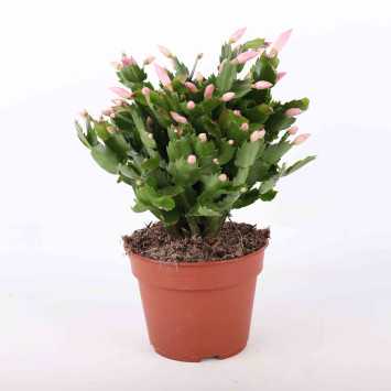 Grudnik (Schlumbergera) - średnica: 17 cm