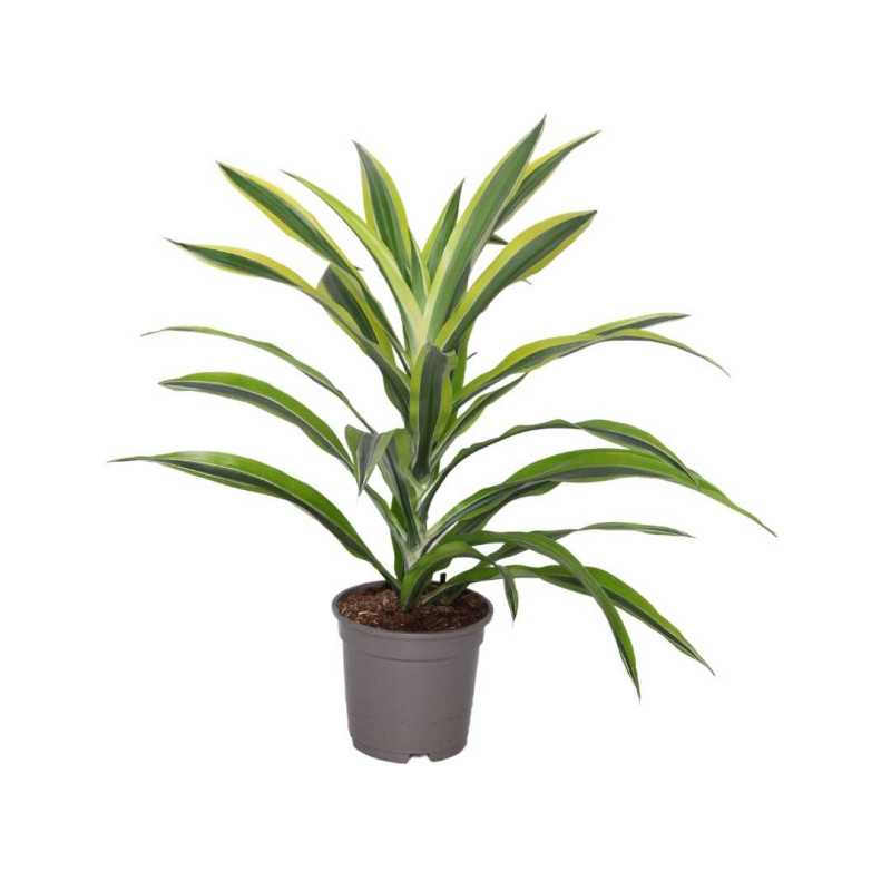 Dracaena fragrans (Dracena wonna).