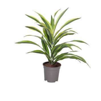 Dracaena fragrans (Dracena wonna).