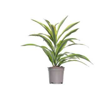 Dracaena fragrans (Dracena wonna).