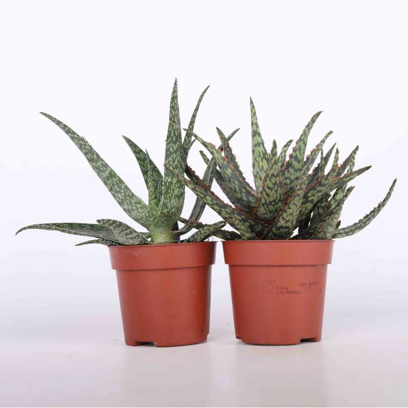 Aloes (Aloe) MIX - śr. 10 cm