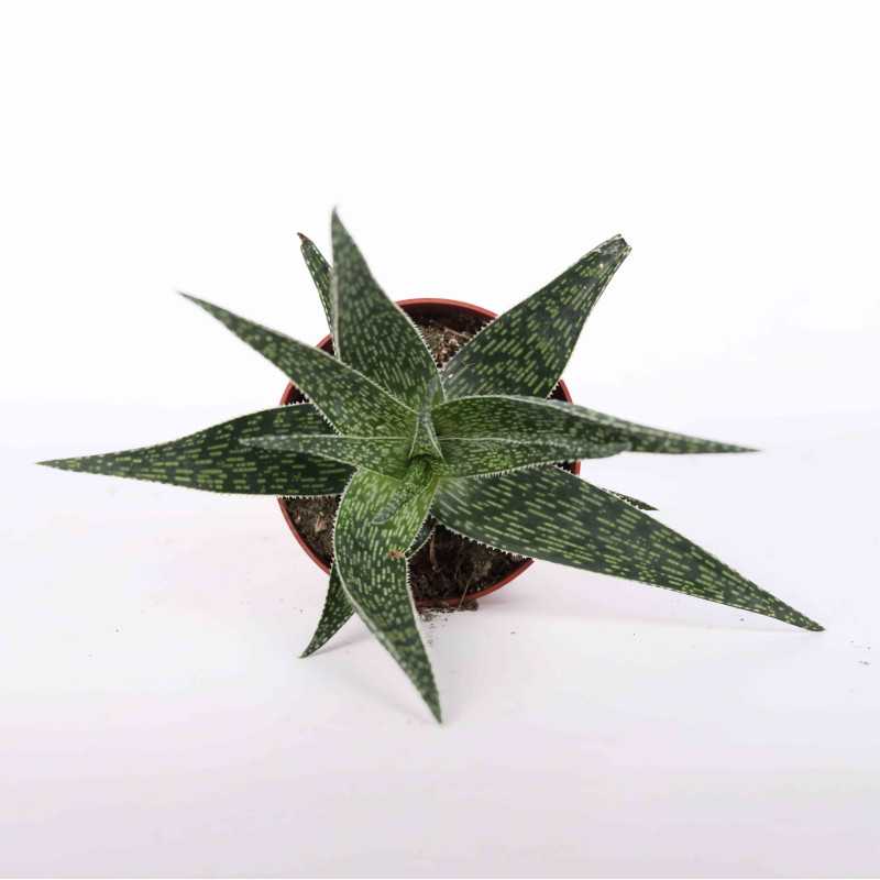 Aloes (Aloe) MIX - śr. 10 cm