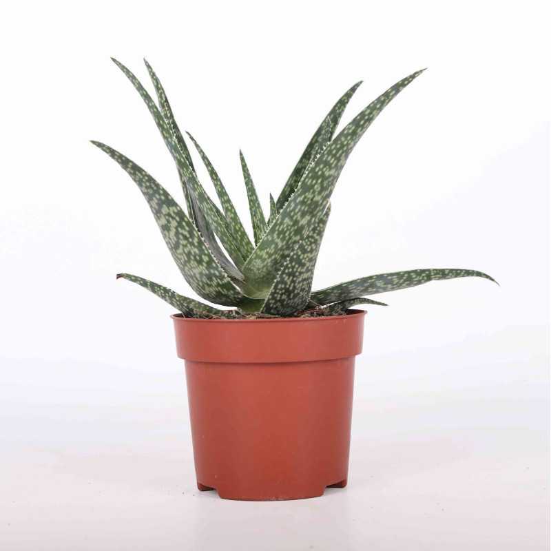 Aloes (Aloe) MIX - śr. 10 cm