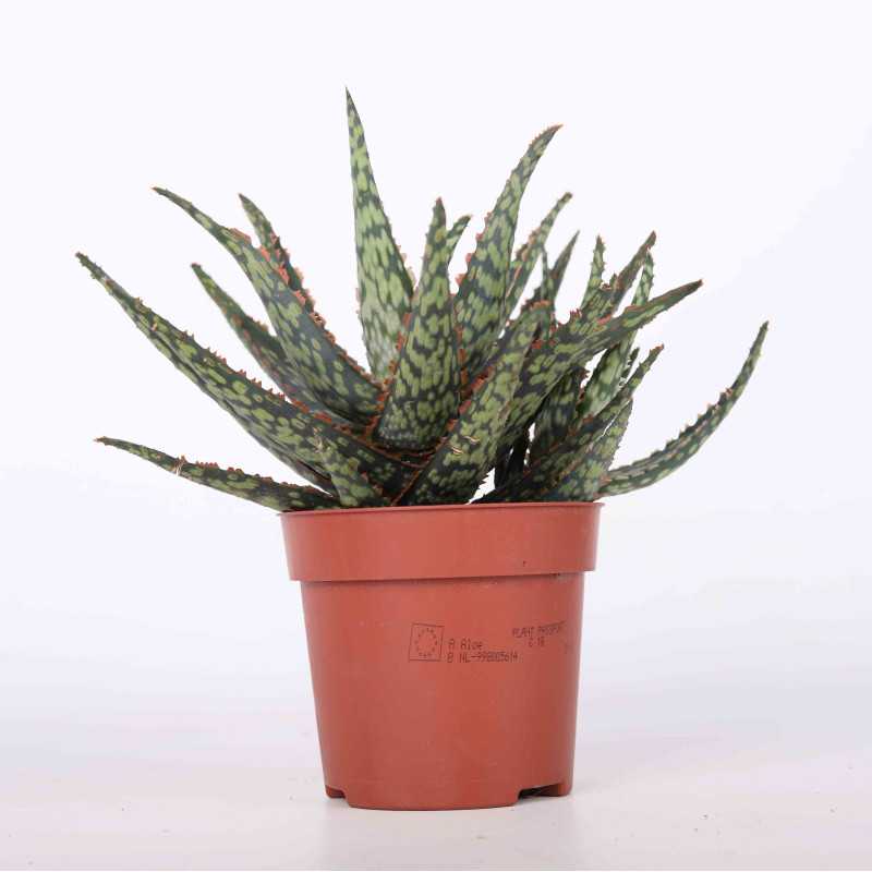 Aloes (Aloe) MIX - śr. 10 cm