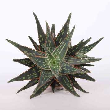 Aloes (Aloe) MIX - śr. 10 cm