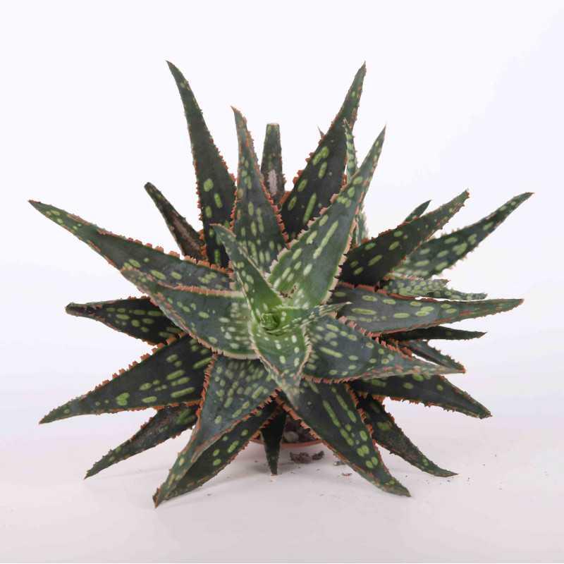 Aloes (Aloe) MIX - śr. 10 cm