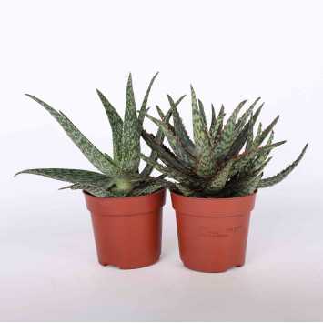 Aloes (Aloe) MIX - śr. 10 cm