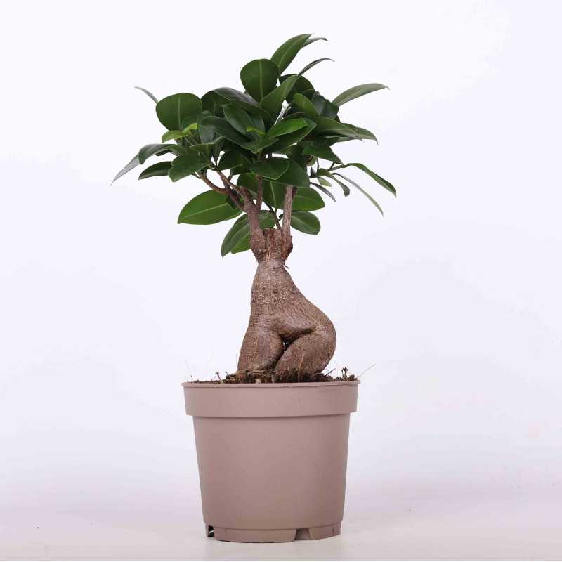 Figowiec tępy Ginseng (Ficus microcarpa)