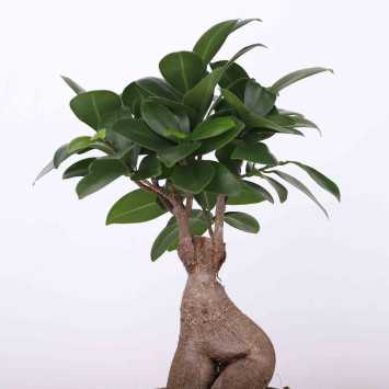 Figowiec tępy Ginseng (Ficus microcarpa)