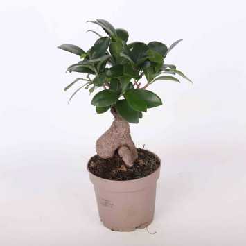 Figowiec tępy Ginseng (Ficus microcarpa)