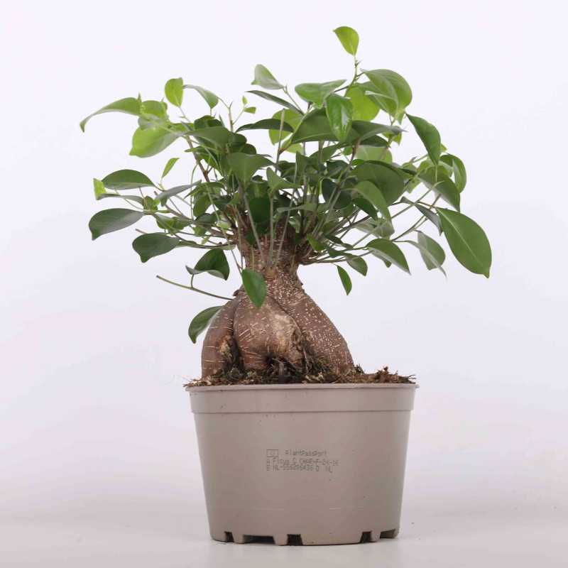 Fikus tępy (ficus ginseng) - 18 cm