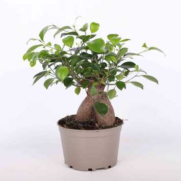 Fikus tępy (ficus ginseng) - 18 cm