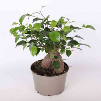 Fikus tępy (ficus ginseng) - 18 cm