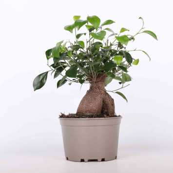 Fikus tępy (ficus ginseng) - 18 cm