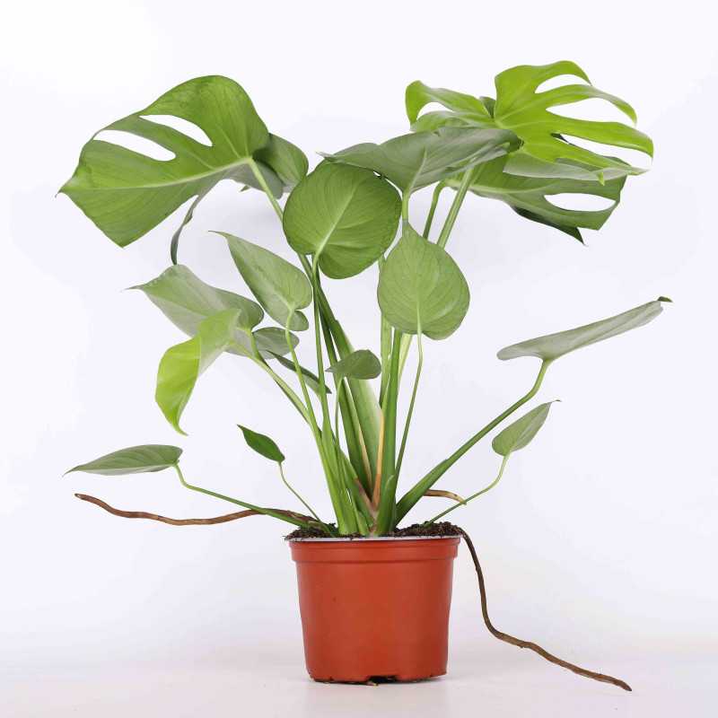 Monstera dziurawa (Monstera deliciosa) - 17 CM