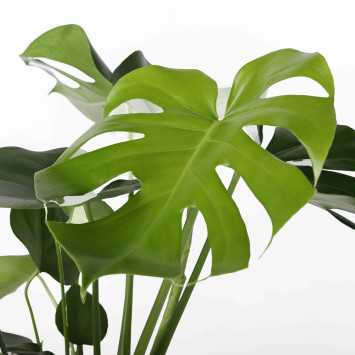 Monstera dziurawa (Monstera deliciosa) - 17 CM