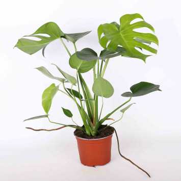 Monstera dziurawa (Monstera deliciosa) - 17 CM