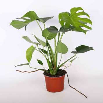 Monstera dziurawa (Monstera deliciosa) - 17 CM