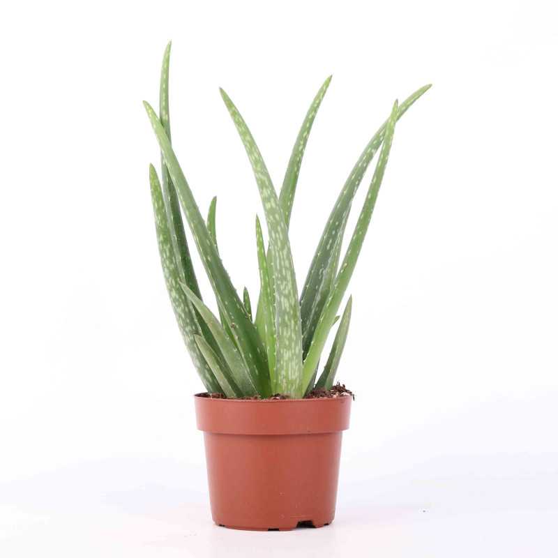 Aloe Vera (Aloes zwyczajny)