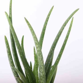 Aloe Vera (Aloes zwyczajny)