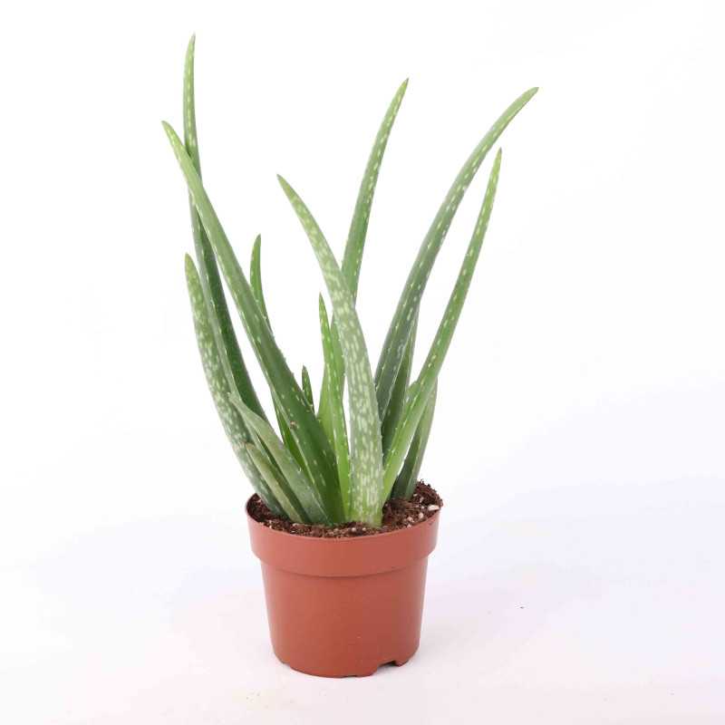 Aloe Vera (Aloes zwyczajny)