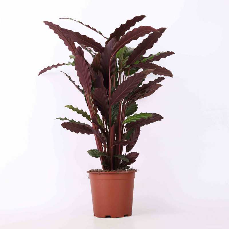 Calathea rufibarba (Kalatea falistolistna) 60 cm