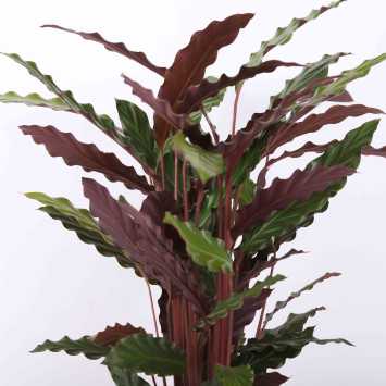 Calathea rufibarba (Kalatea falistolistna) 60 cm