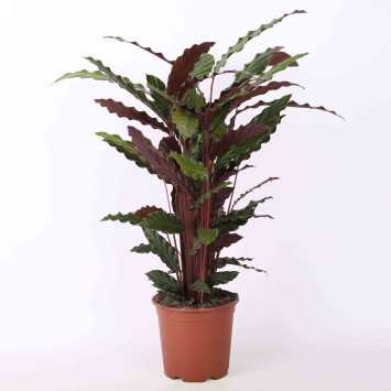 Calathea rufibarba (Kalatea falistolistna) 60 cm