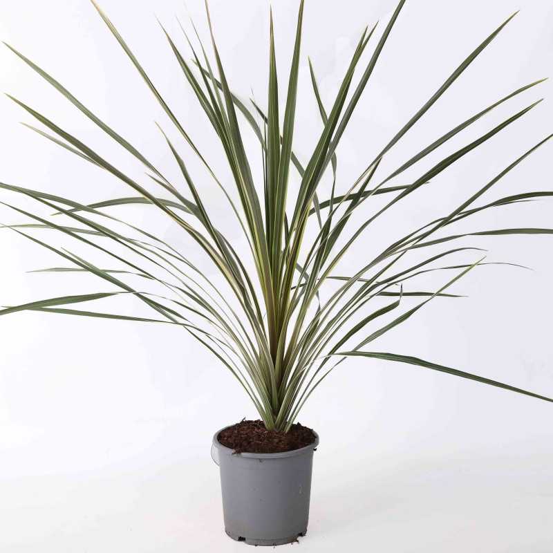 Kordylina australijska (Cordyline australis 'Purpurea') - 14 cm