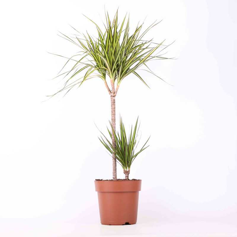 Dracena obrzeżona (Dracaena marginata) - 21 cm