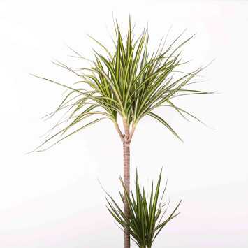 Dracena obrzeżona (Dracaena marginata) - 21 cm