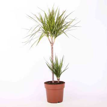 Dracena obrzeżona (Dracaena marginata) - 21 cm