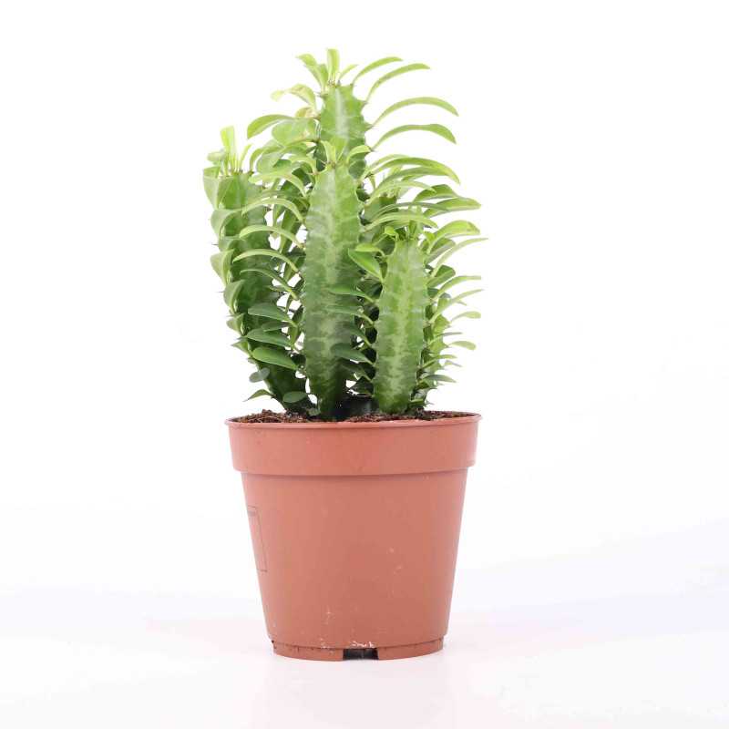  Euphorbia (Wilczomlecz)