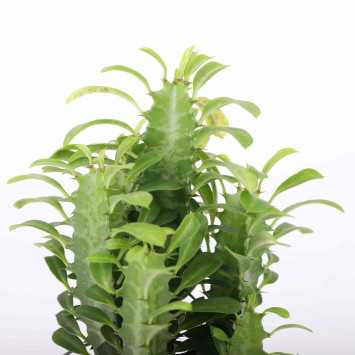  Euphorbia (Wilczomlecz)